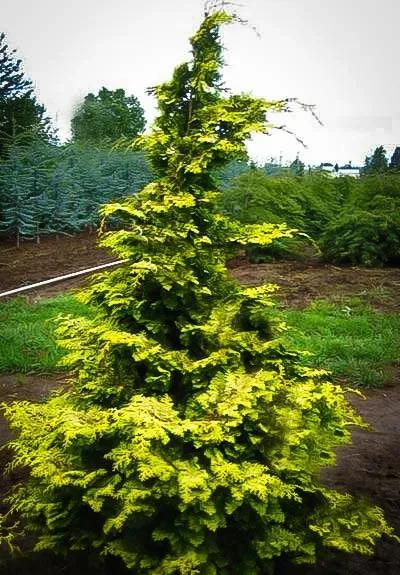 Chamaecyparis Obtusa 'confucius' - View 9 from www redcrocus com