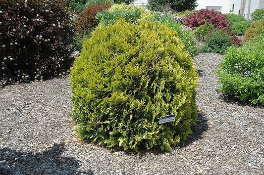Thuja Occidentalis Fire Chief - View 10 from www redcrocus com