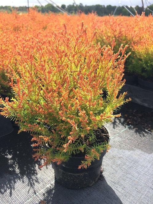 Thuja Occidentalis Fire Chief - View 11 from www redcrocus com