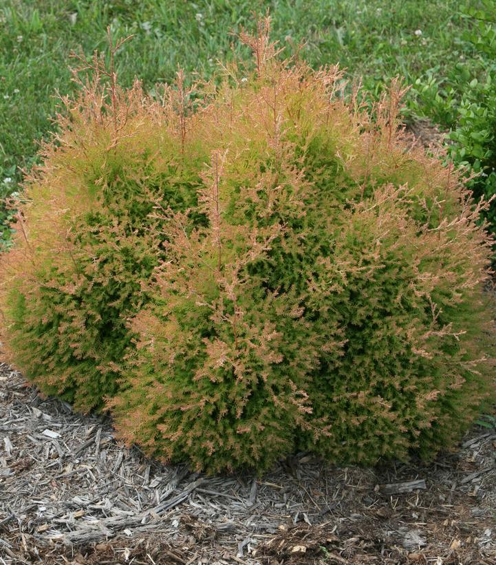 Thuja Occidentalis 'fire Chief' - View 7 from www redcrocus com