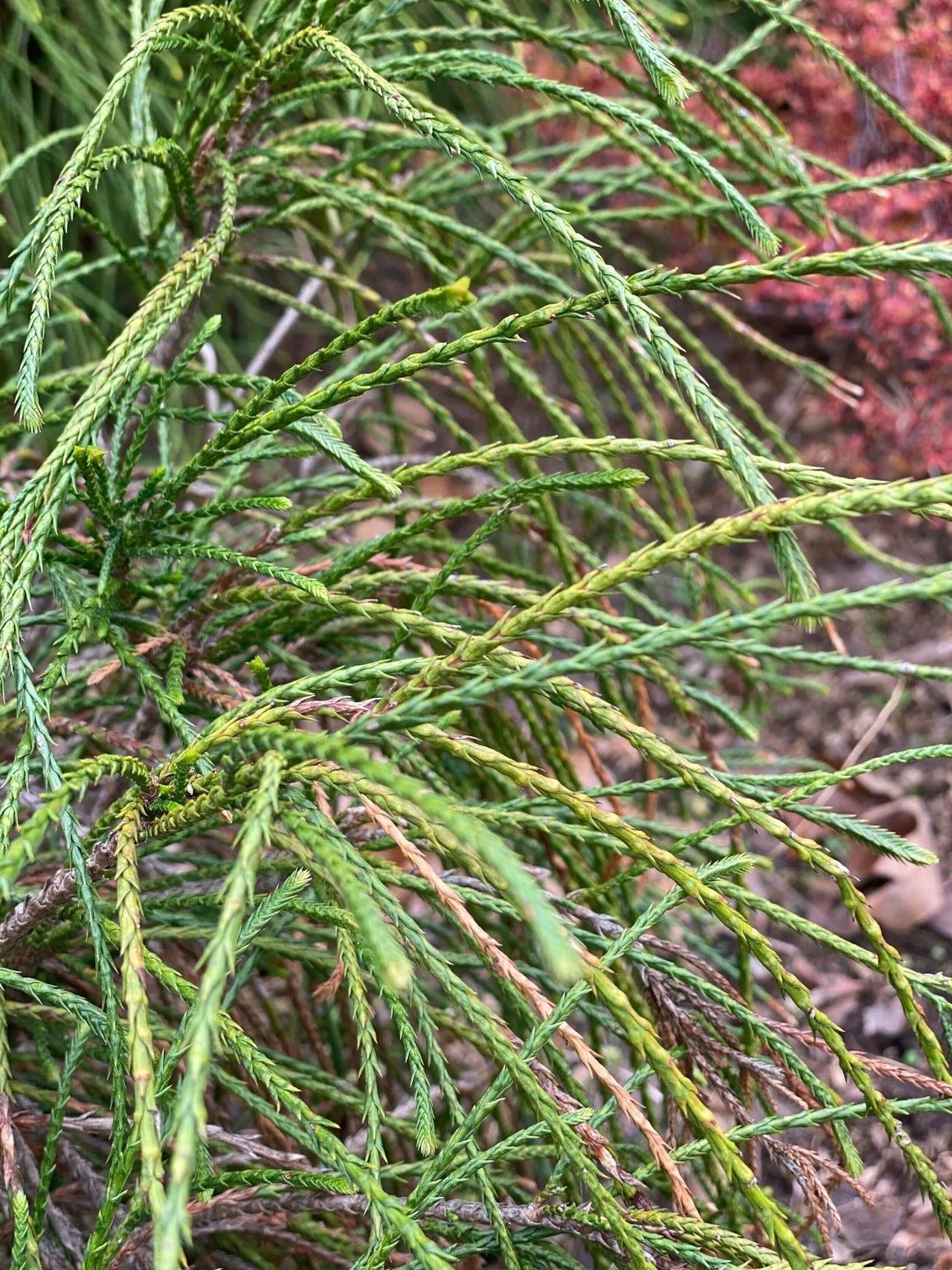 Thuja Plicata Whipcord - View 10 from www redcrocus com