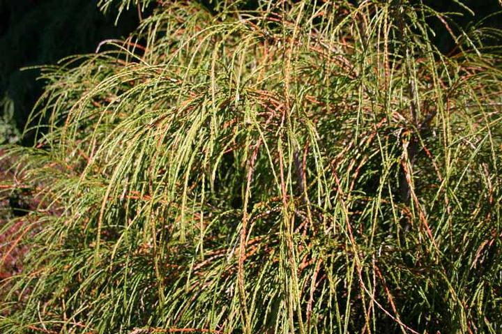 Thuja Plicata Whipcord - View 11 from www redcrocus com