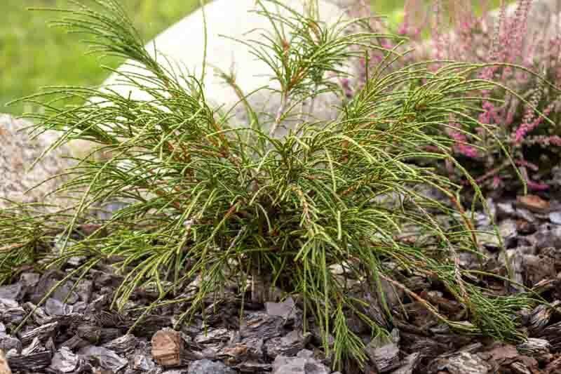 Thuja Plicata Whipcord - View 12 from www redcrocus com