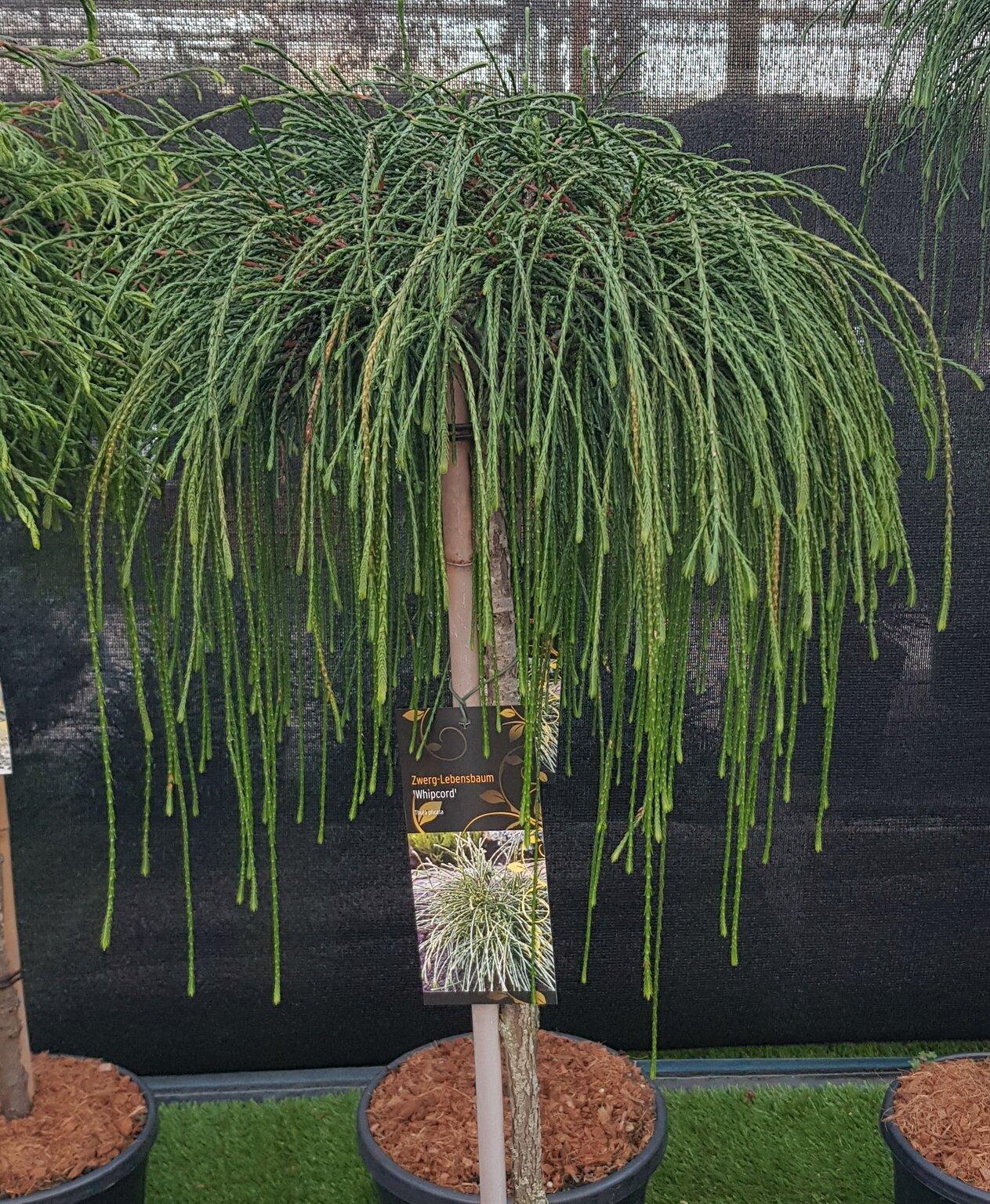 Thuja Plicata Whipcord - View 13 from www redcrocus com