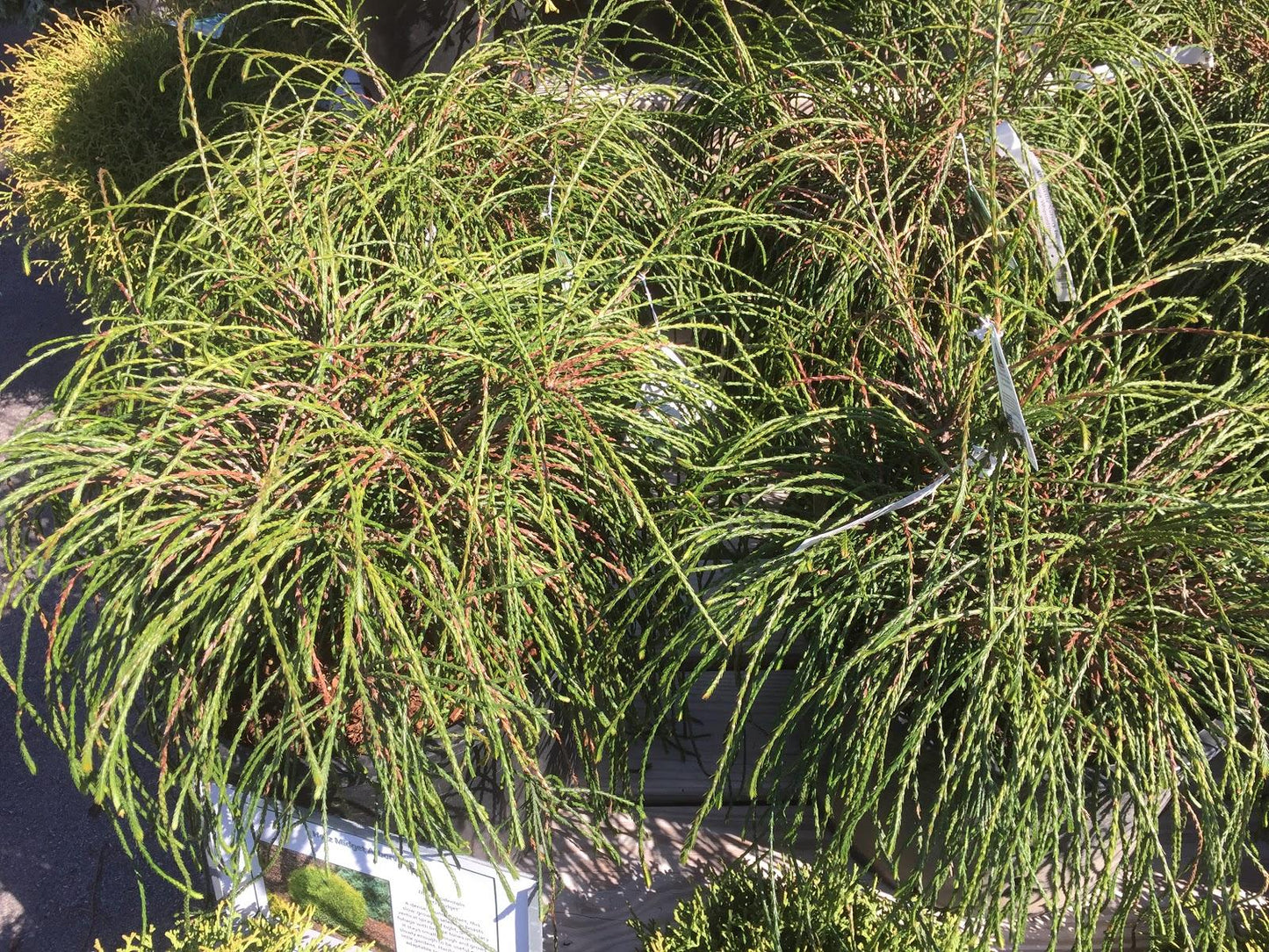 Thuja Plicata Whipcord - View 14 from www redcrocus com