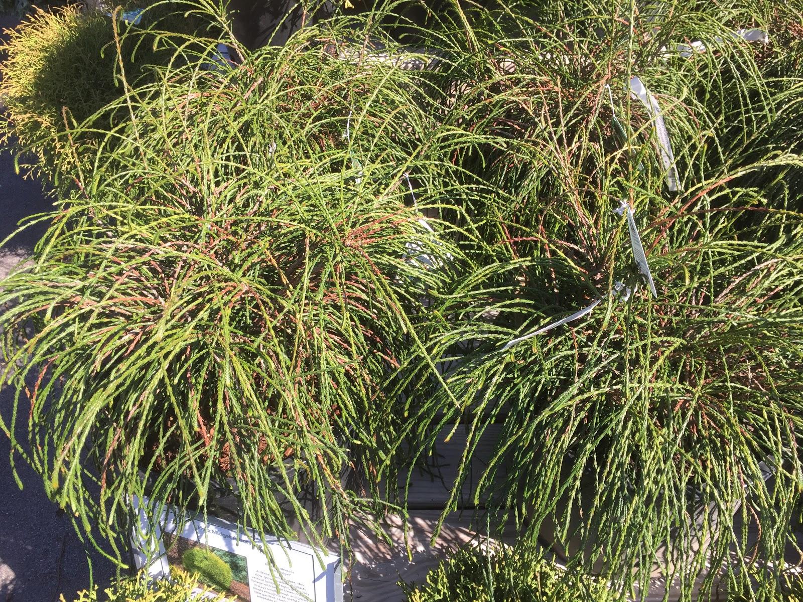Thuja Plicata Whipcord - View 14 from www redcrocus com
