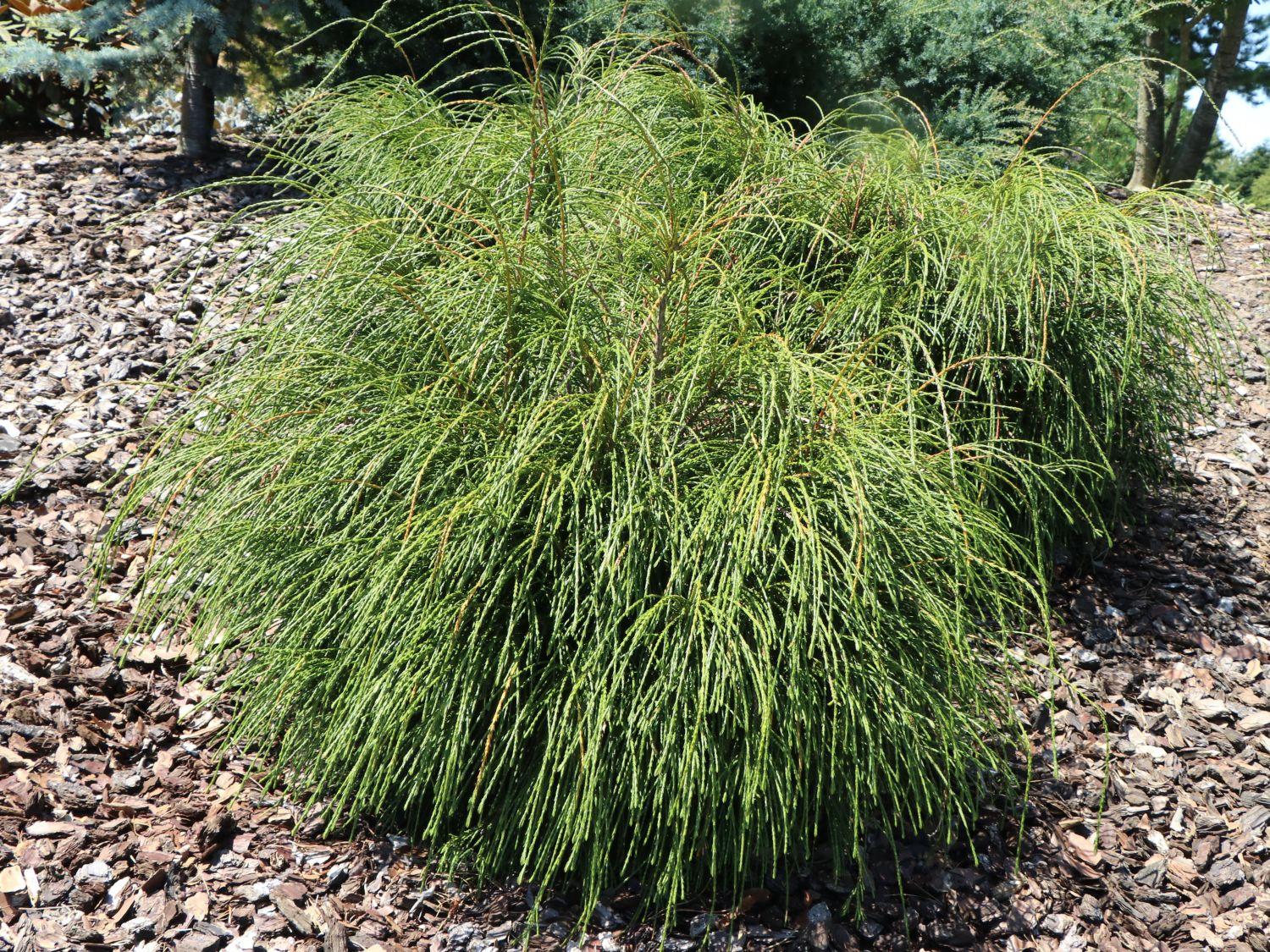 Thuja Plicata Whipcord - View 15 from www redcrocus com