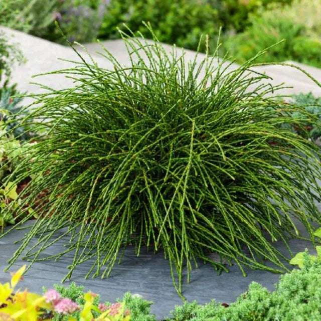 Thuja Plicata Whipcord - View 16 from www redcrocus com