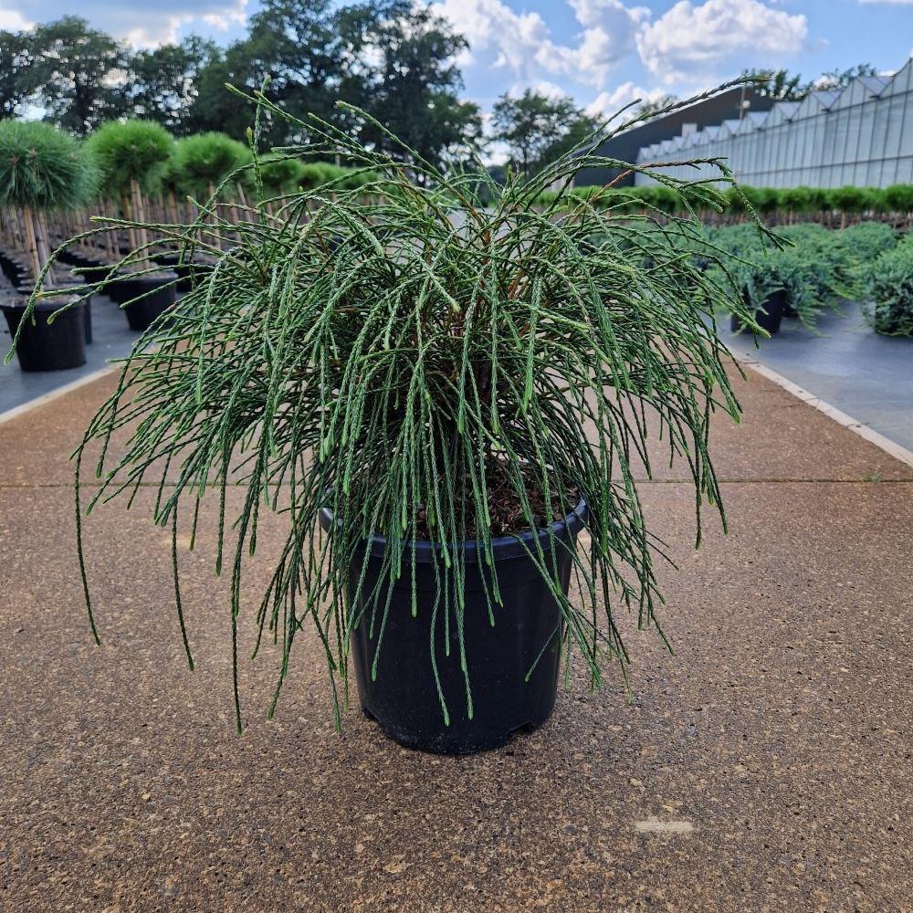 Thuja Plicata Whipcord - View 16 from www redcrocus com