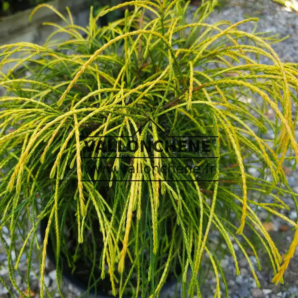 Thuja Plicata Whipcord - View 17 from www redcrocus com