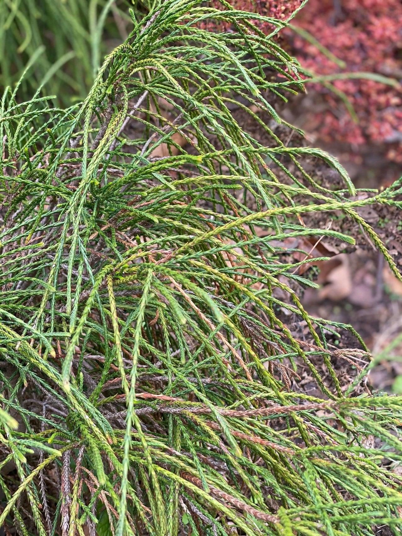 Thuja Plicata Whipcord - View 18 from www redcrocus com