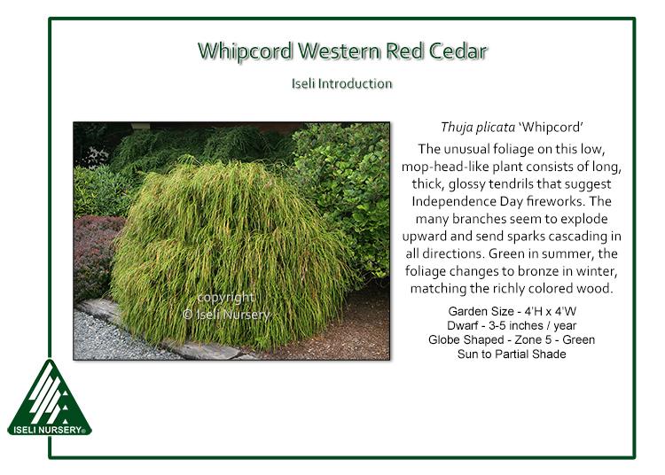 Thuja Plicata Whipcord - View 19 from www redcrocus com