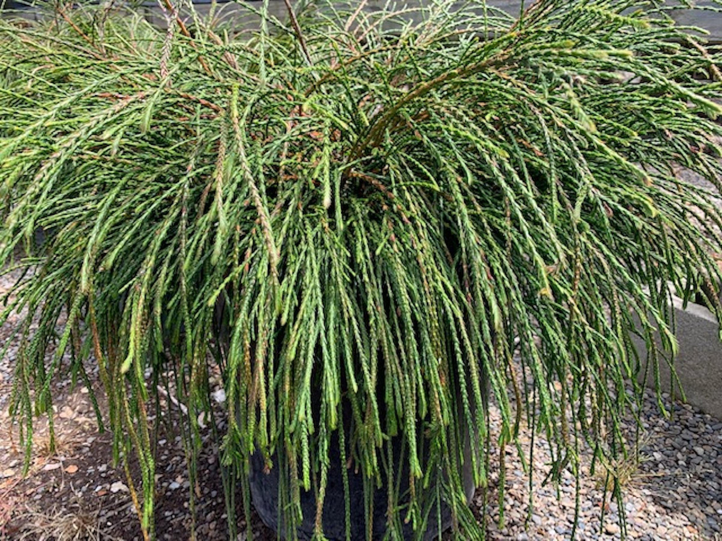 Thuja Plicata Whipcord - View 1 from www redcrocus com