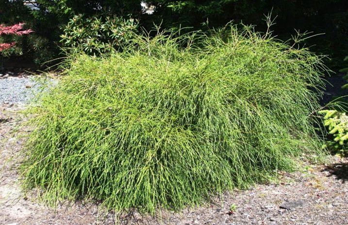 Thuja Plicata Whipcord - View 20 from www redcrocus com