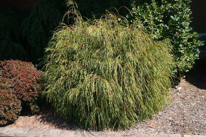 Thuja Plicata Whipcord - View 2 from www redcrocus com