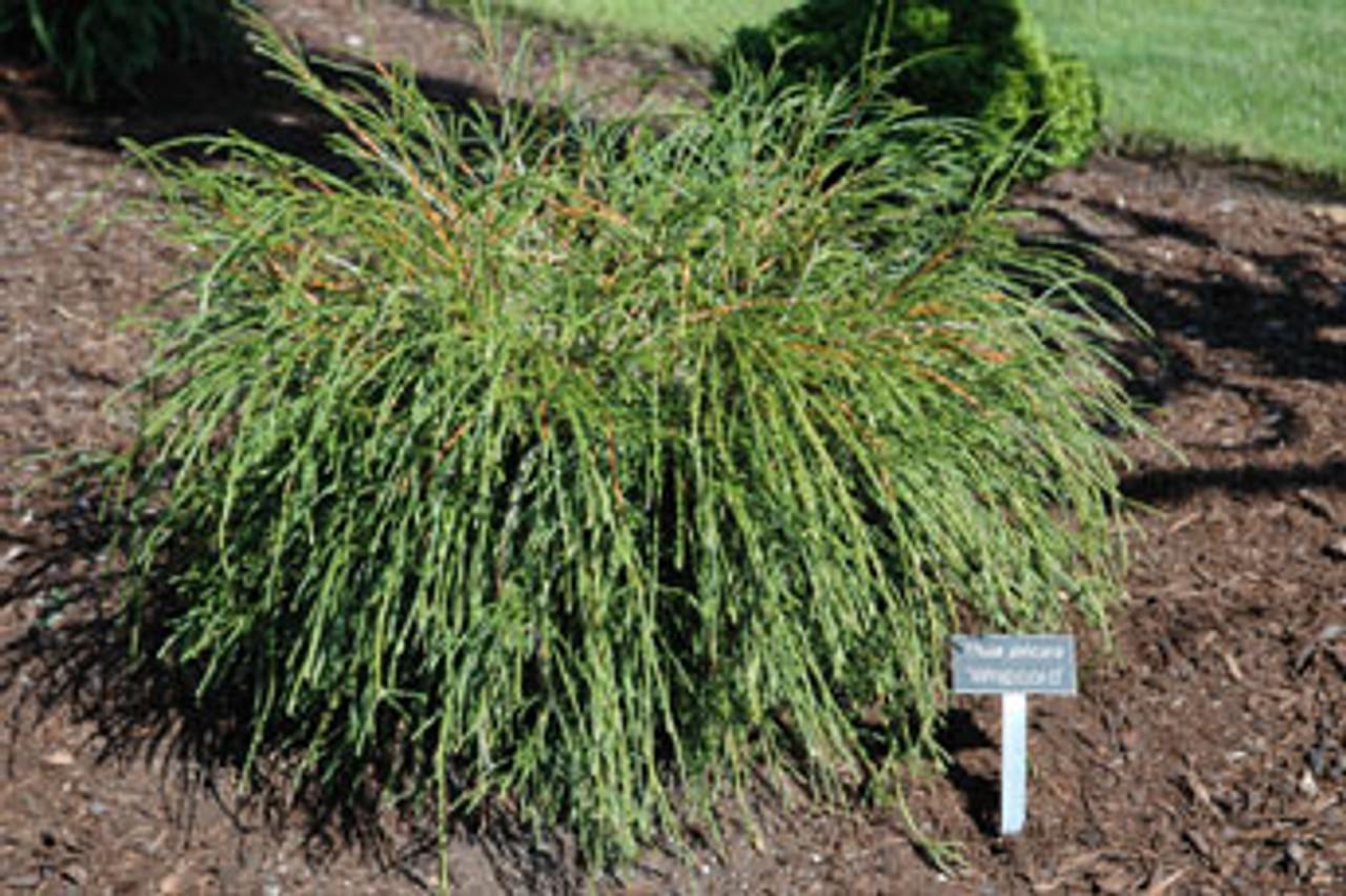 Thuja Plicata Whipcord - View 3 from www redcrocus com