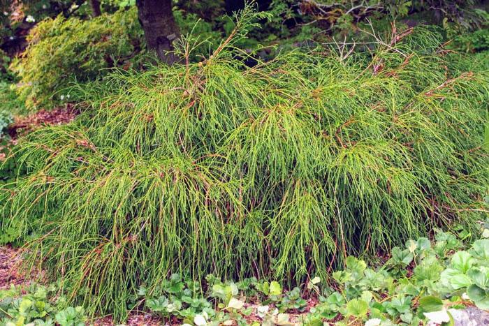 Thuja Plicata Whipcord - View 4 from www redcrocus com