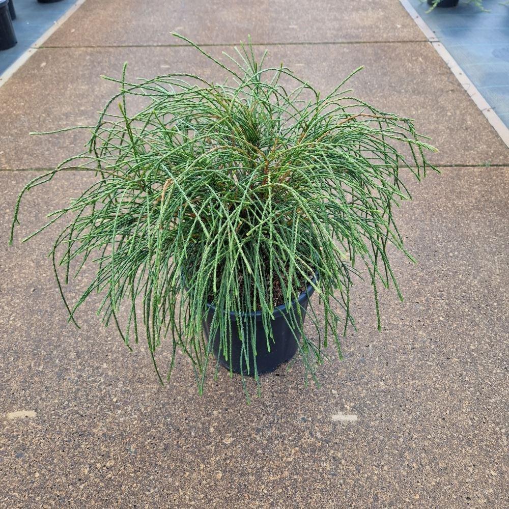 Thuja Plicata Whipcord - View 6 from www redcrocus com