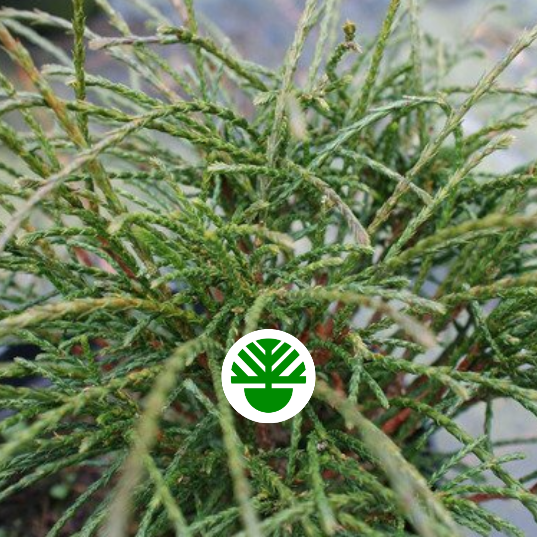 Thuja Plicata Whipcord - View 7 from www redcrocus com