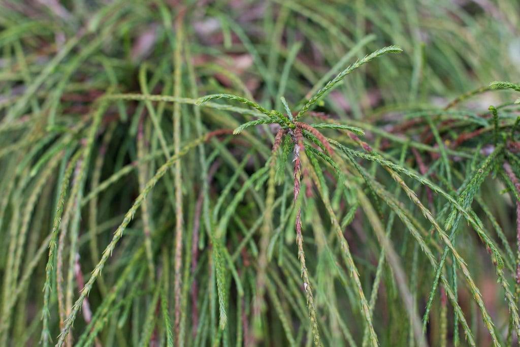 Thuja Plicata Whipcord - View 8 from www redcrocus com