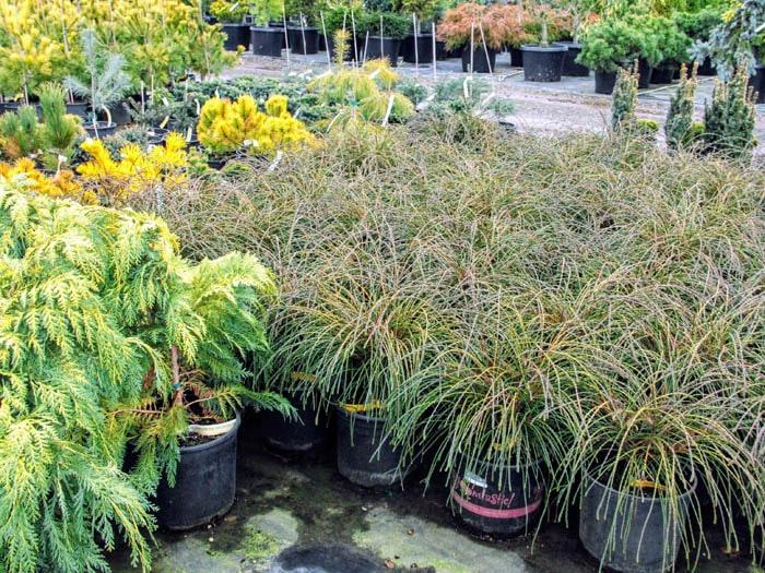 Thuja Plicata Whipcord - View 9 from www redcrocus com