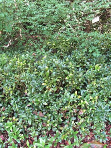 Sarcococca Hookeriana Var  Humilis - View 13 from www redcrocus com