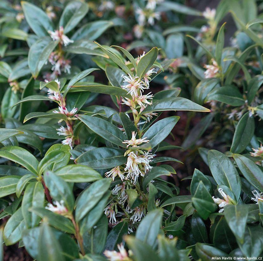 Sarcococca Hookeriana Var  Humilis - View 15 from www redcrocus com