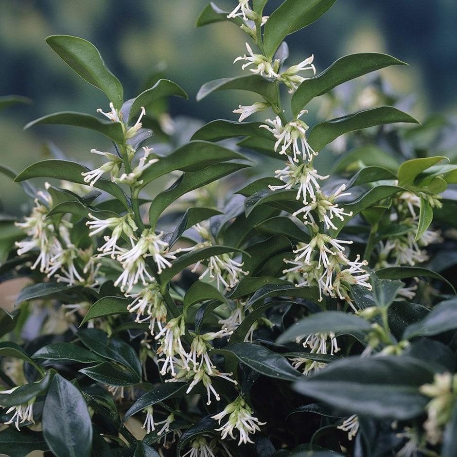 Sarcococca Hookeriana Var  Humilis - View 16 from www redcrocus com