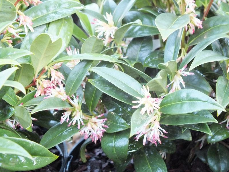 Sarcococca Hookeriana Var  Humilis - View 19 from www redcrocus com