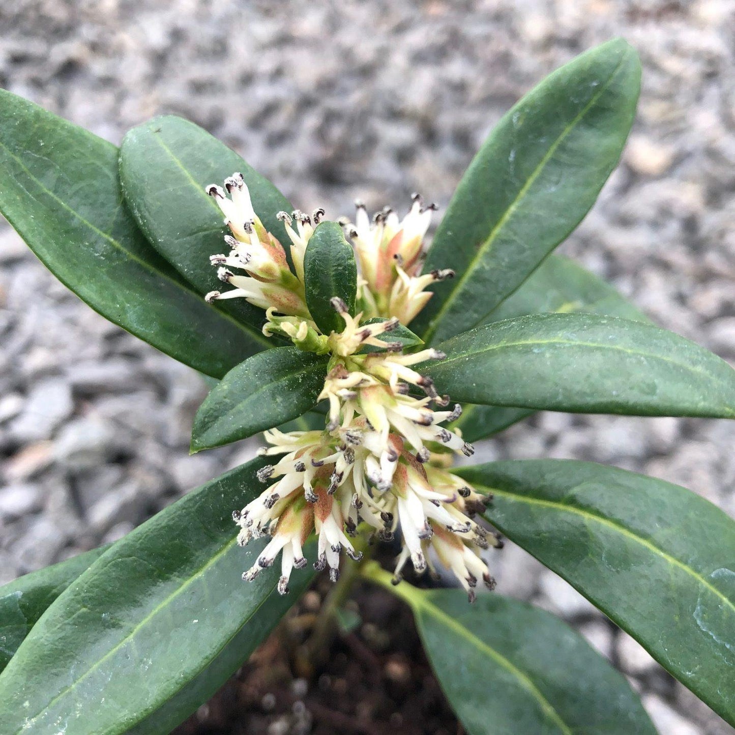 Sarcococca Hookeriana Var  Humilis - View 6 from www redcrocus com