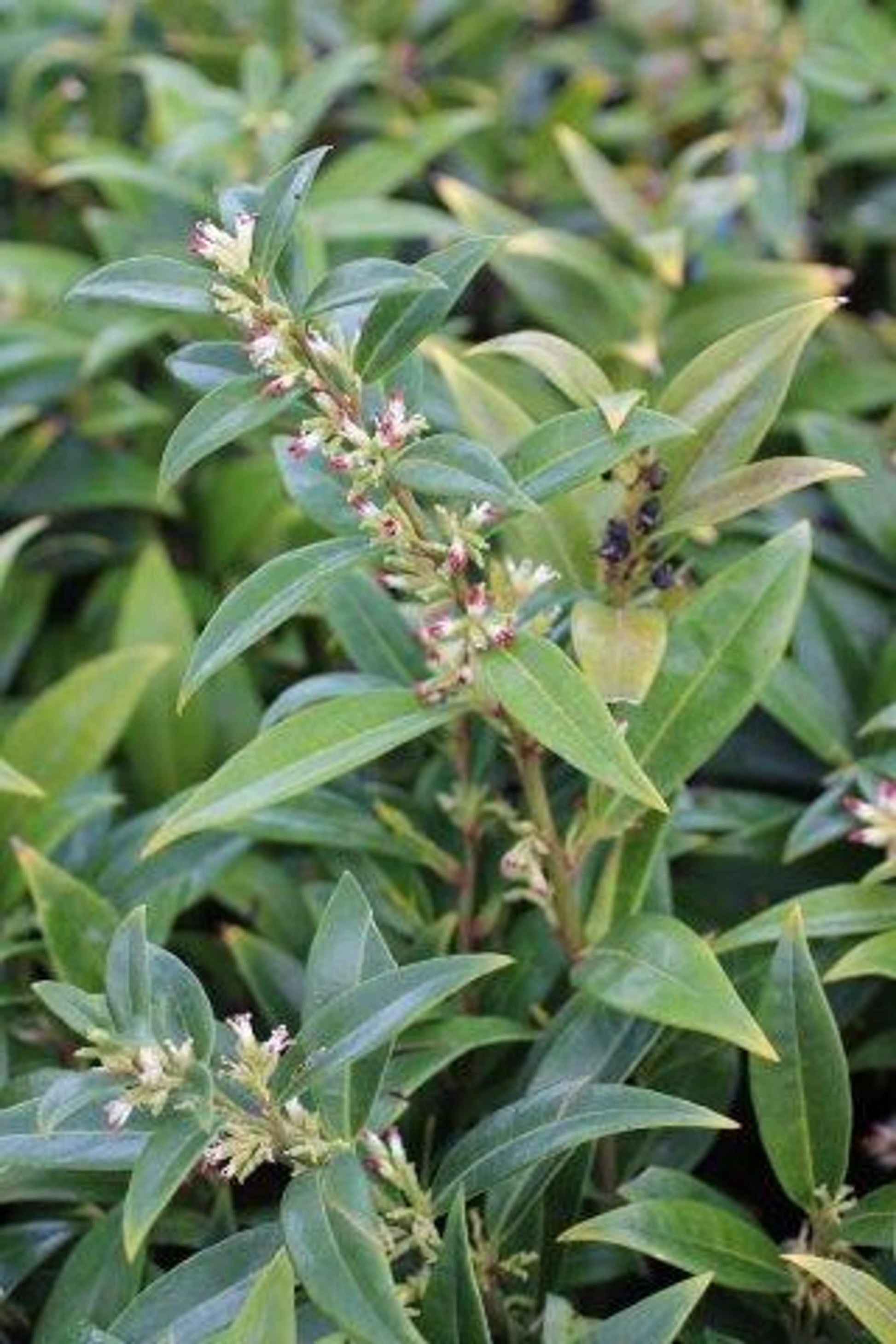 Sarcococca Hookeriana Var  Humilis - View 8 from www redcrocus com