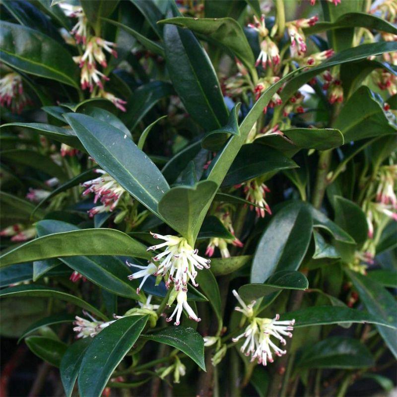 Sarcococca Hookeriana Var  Humilis - View 9 from www redcrocus com