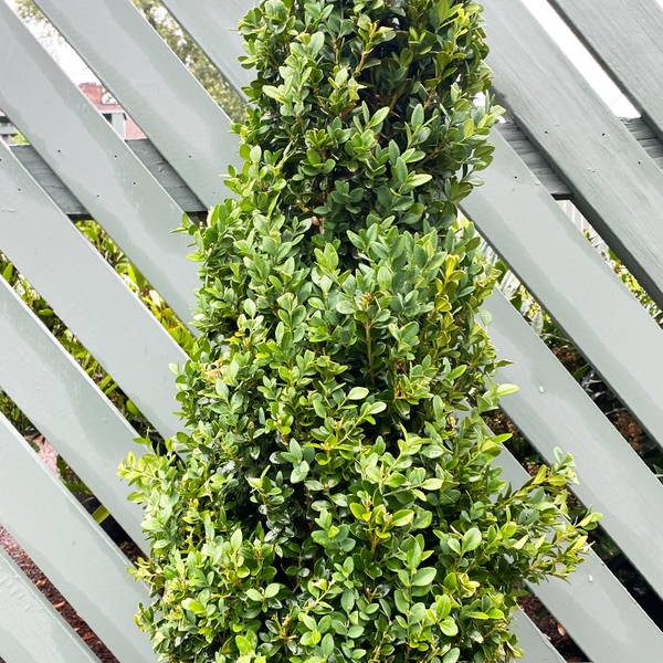 Buxus Microphylla Green Mountain Cone - View 10 from www redcrocus com