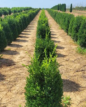 Buxus Microphylla Green Mountain Cone - View 14 from www redcrocus com