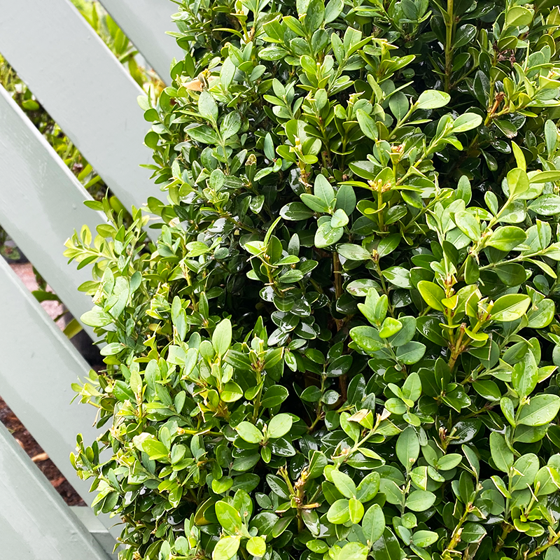 Buxus Microphylla Green Mountain Cone - View 17 from www redcrocus com