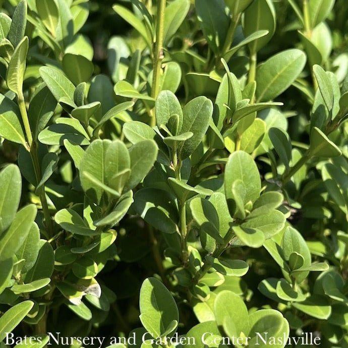 Buxus Microphylla Green Mountain Cone - View 17 from www redcrocus com