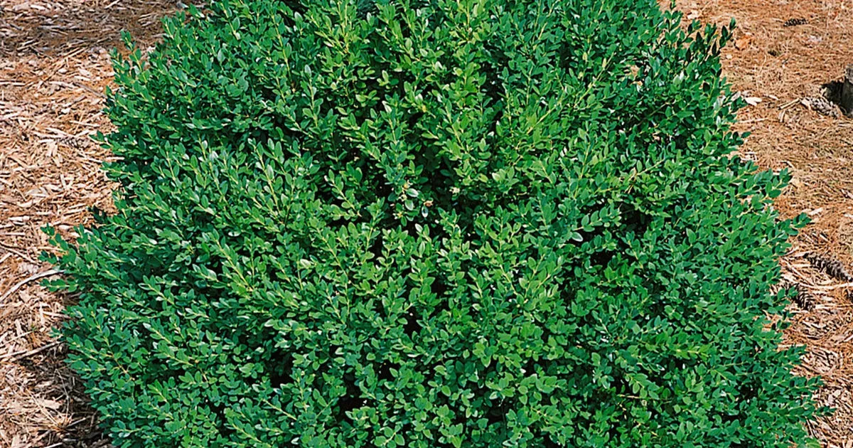Buxus Microphylla Green Mountain Cone - View 18 from www redcrocus com