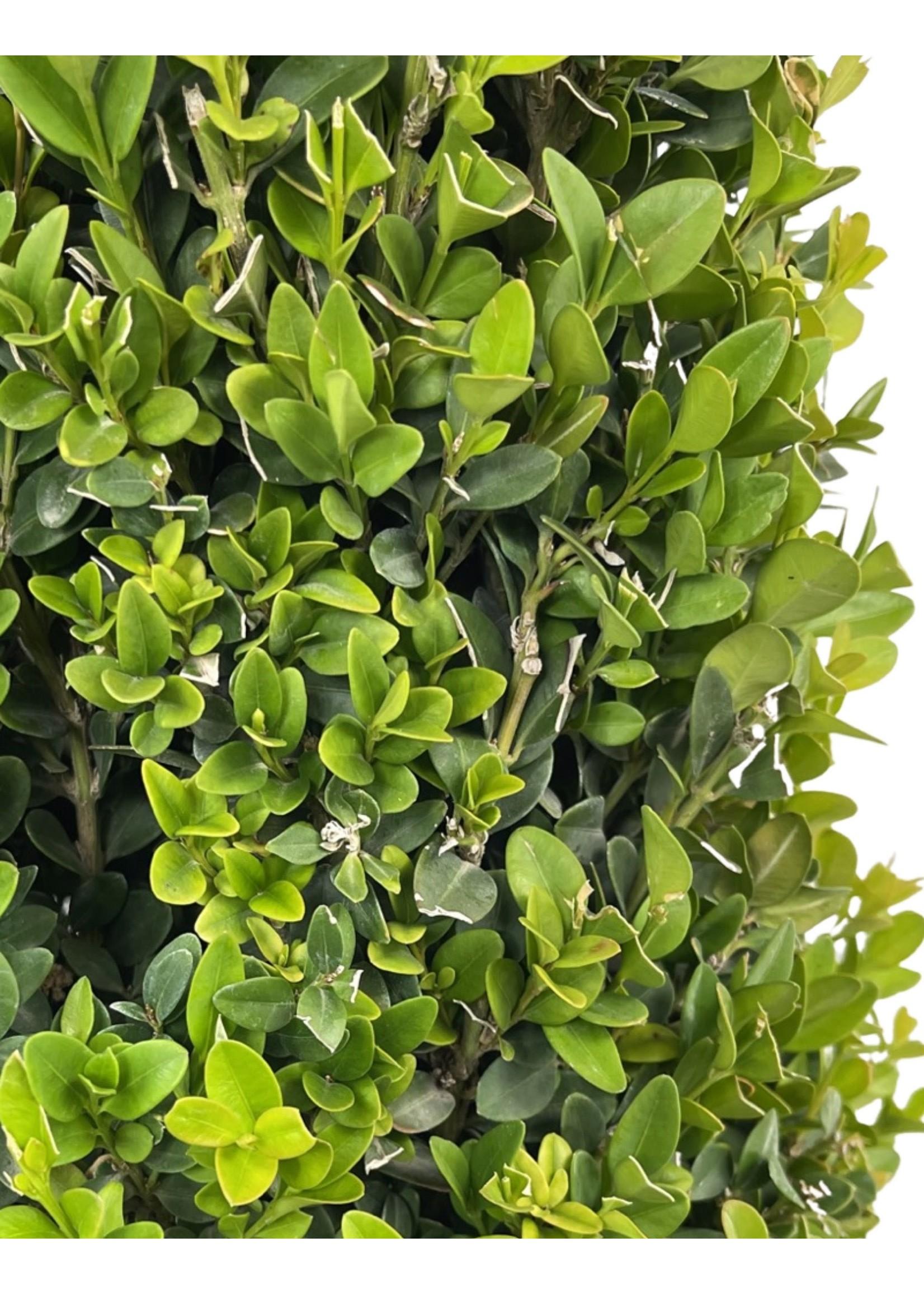 Buxus Microphylla Green Mountain Cone - View 2 from www redcrocus com