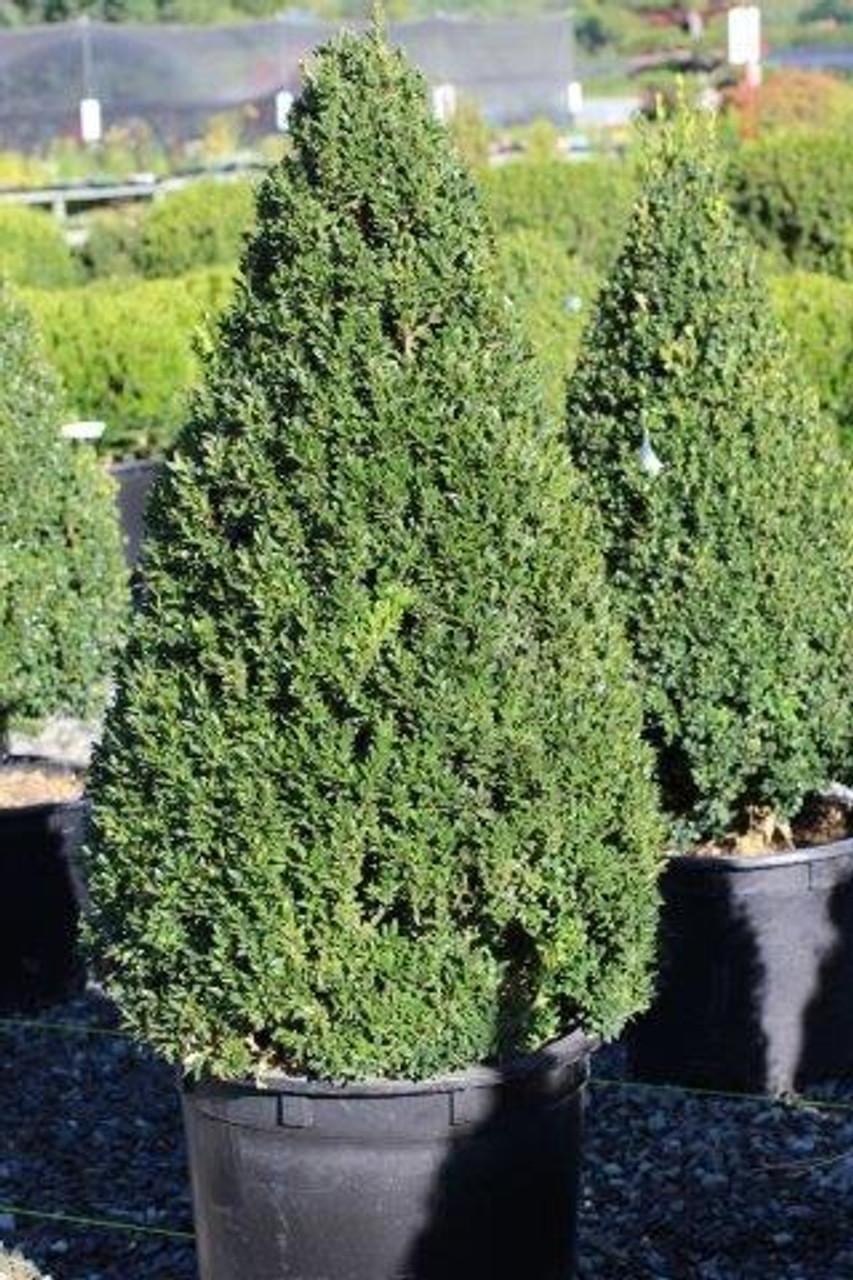 Buxus Microphylla Green Mountain Cone - View 3 from www redcrocus com
