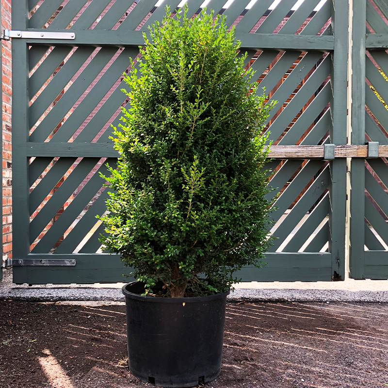 Buxus Microphylla Green Mountain Cone - View 4 from www redcrocus com