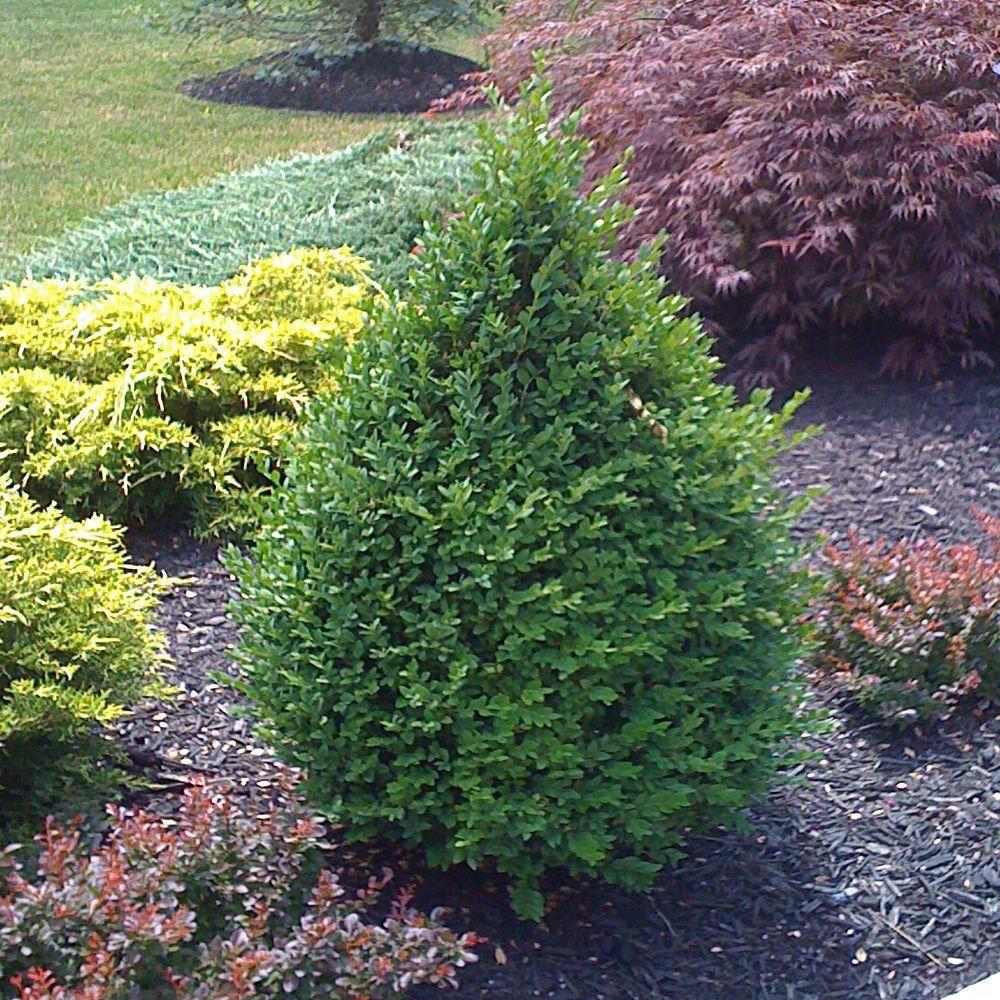 Buxus Microphylla Green Mountain Cone - View 6 from www redcrocus com
