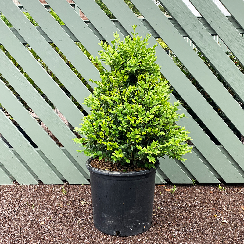 Buxus Microphylla Green Mountain Cone - View 7 from www redcrocus com