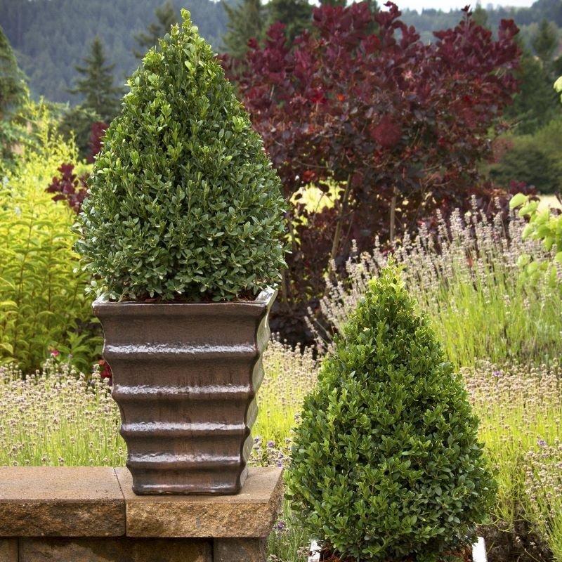 Buxus Microphylla Green Mountain Cone - View 7 from www redcrocus com