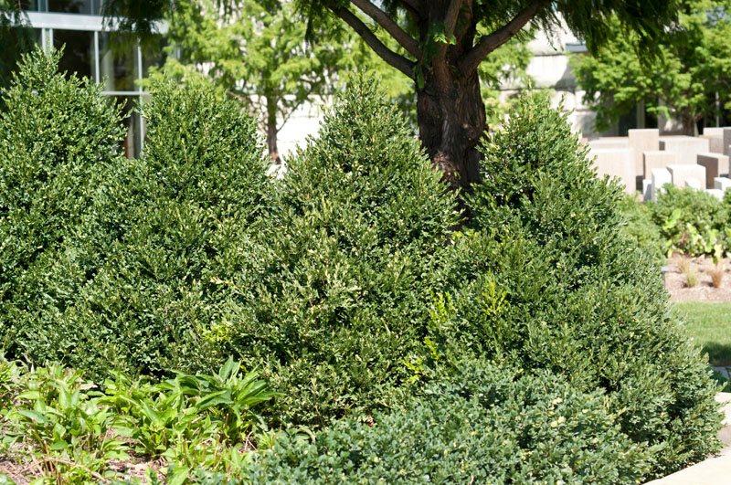 Buxus Microphylla Green Mountain Cone - View 9 from www redcrocus com