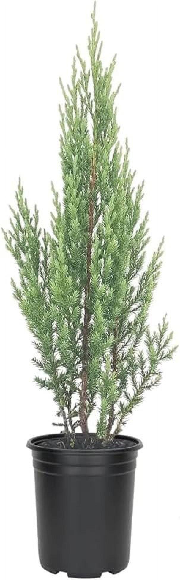 RedCrocus Rosefield's Perfect Juniper - Evergreen Shrub for Garden & Landscape - Drought Tolerant, Compact, Indoor & Outdoor Use  7/8' h B&B