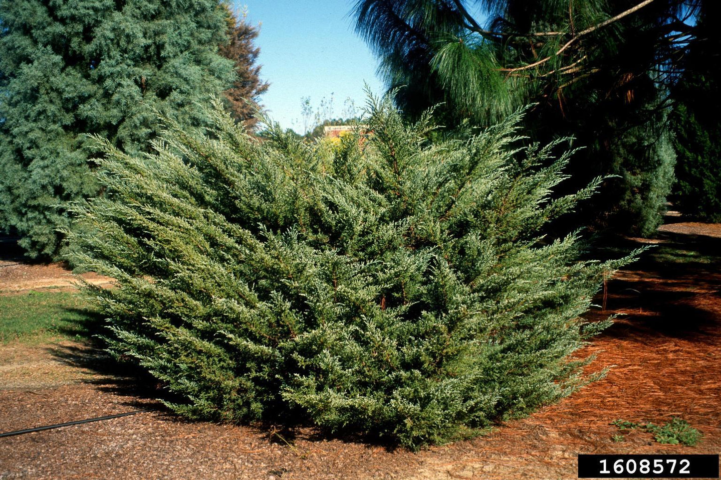 RedCrocus Rosefield's Perfect Juniper - Evergreen Shrub for Garden & Landscape - Drought Tolerant, Compact, Indoor & Outdoor Use  7/8' h B&B