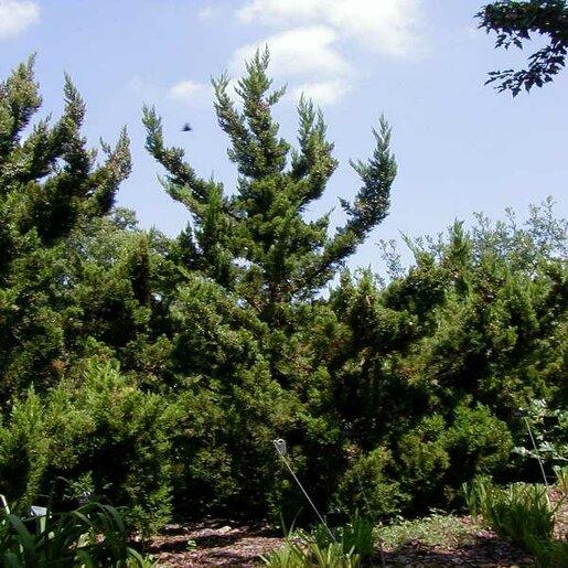 RedCrocus Rosefield's Perfect Juniper - Evergreen Shrub for Garden & Landscape - Drought Tolerant, Compact, Indoor & Outdoor Use  7/8' h B&B
