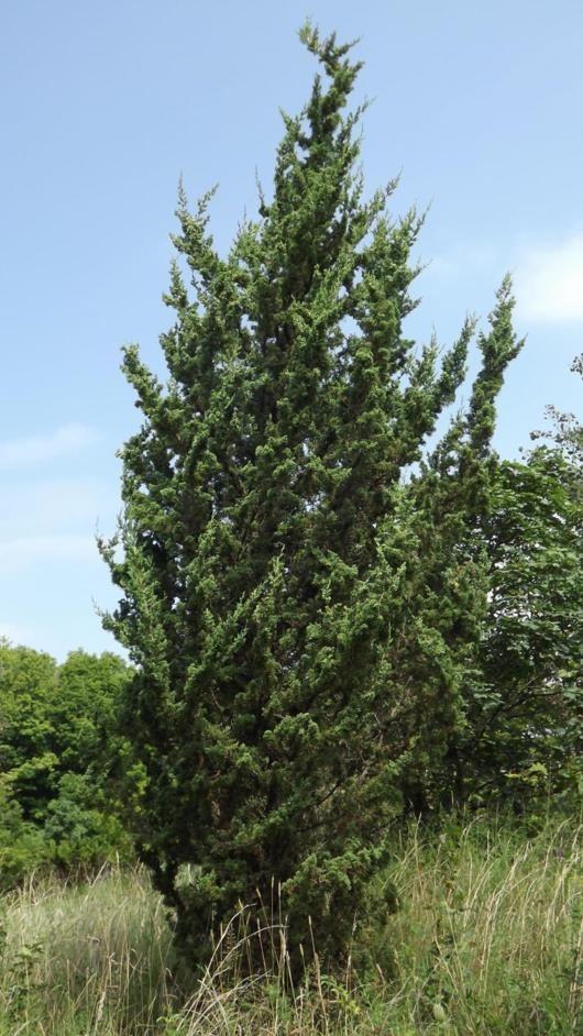 RedCrocus Rosefield's Perfect Juniper - Evergreen Shrub for Garden & Landscape - Drought Tolerant, Compact, Indoor & Outdoor Use  7/8' h B&B