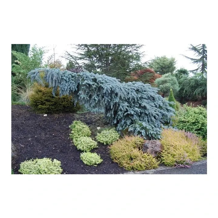 Picea Pungens 'the Blues' - View 12 from www redcrocus com
