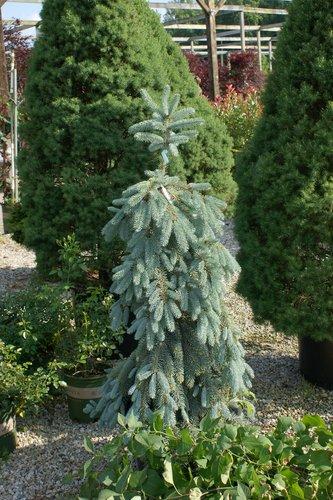 Picea Pungens 'the Blues' - View 13 from www redcrocus com